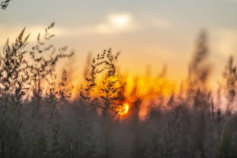  Sunset over the field Foto stock