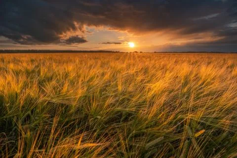 Sunset over field Foto stock