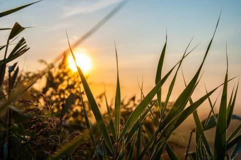 Sunset over the field Stock Photos