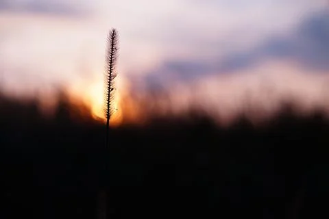 Sunset over field Photos