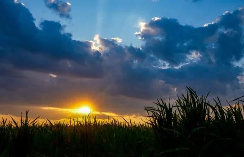 Sunset over the field Stock Photos