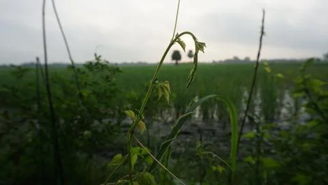 Sunset over the field Stock Photos
