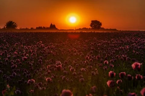 Sunset over the field Stock Photos