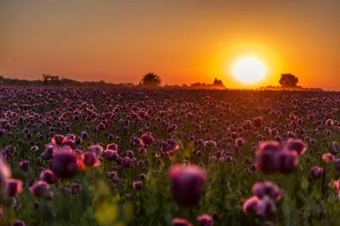 Sunset over the field Stock-Fotos