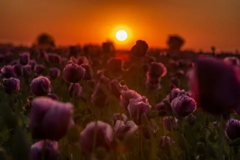 Sunset over the field Stock Photos