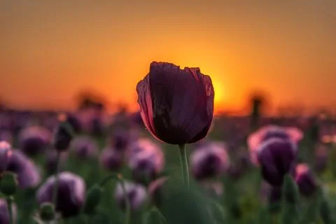 Sunset over the field Stock Photos