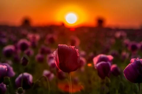 Sunset over the field Stock Photos