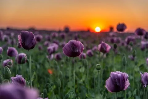Sunset over the field Stock Photos