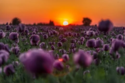 Sunset over the field Stock Photos