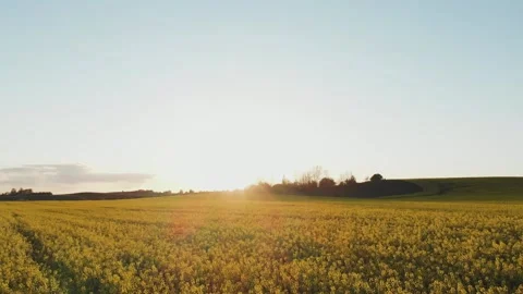 Sunset over a field of rapeseed. Stock Footage