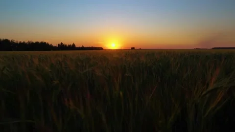 Sunset over a field of ripe grain crops of oats,barley and wheat.Walk through Stock Footage 158217827