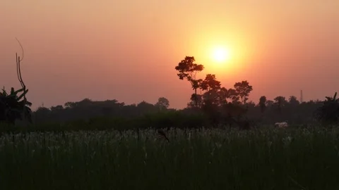 Sunset Over Field with Silhouetted Trees Stock Footage 326160077