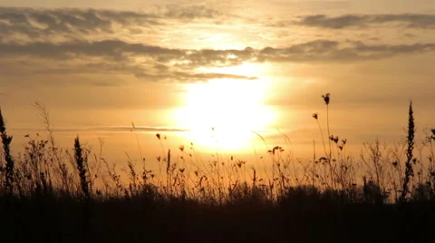 Sunset over the field, silhouettes of trees and cities,the grass in the field Stock Footage 59887021
