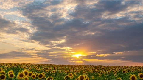 Sunset over a field with sunflowers Stock-Footage 204145651