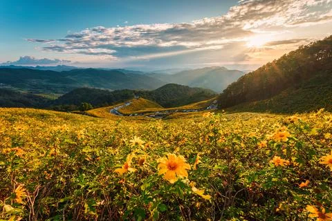 Sunset over field of Tree Marigold blooming on hill at Doi Mae U Kho, Mae H.. Stock Photos