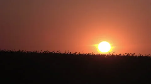 Sunset over field of wheat 4K Stock Footage 54693590