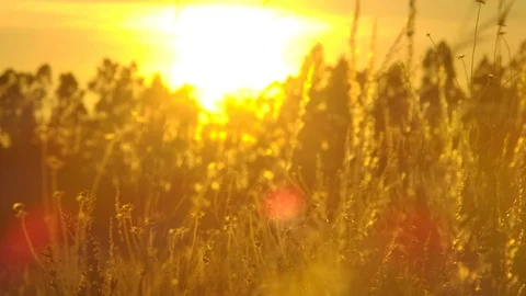 Sunset over a field of wheat Stock Footage 125073421