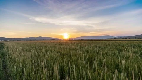 Sunset Over the field of wheat Stock Footage 132084889