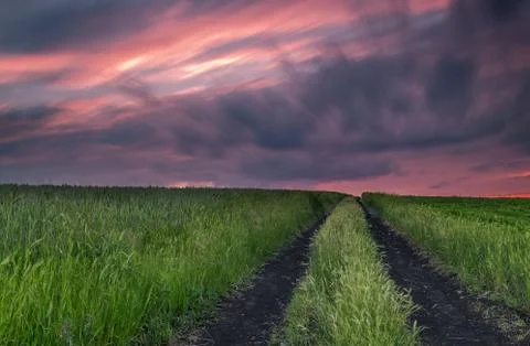 Sunset over the field of wheat Stock-Fotos