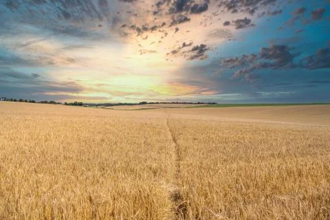 Sunset over a field of Wheat Stock Photos