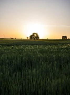 Sunset over fields at the beginning of spring Stock Photos