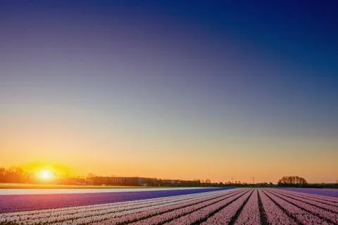 Sunset over fields of daffodils. Foto stock