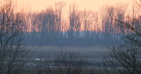 Sunset over fields Stock Footage 290040732