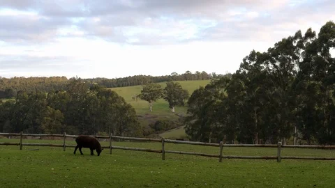 Sunset over fields with grazing animals Stock Footage 114901264