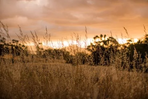 Sunset over fields Foto stock