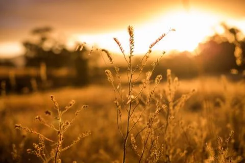 Sunset over fields Foto stock