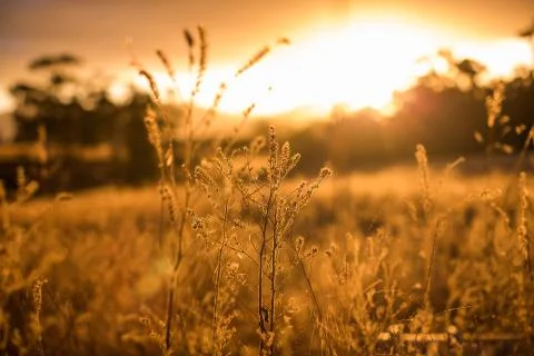 Sunset over fields Foto stock