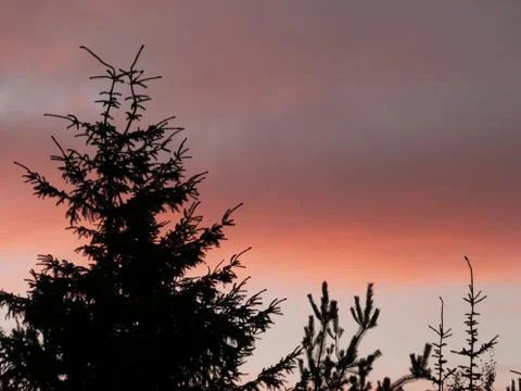 Sunset over fir trees Foto stock