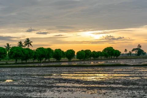 Sunset Over Flooded Rice Fields Stock-Fotos