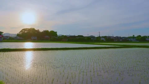 Sunset over flooded rice paddy fields with sun reflection on water Stock Footage 337887420