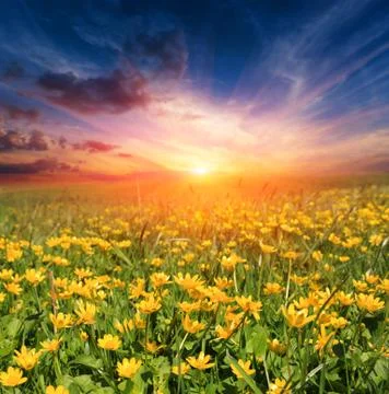 Sunset over flower meadow 스톡 사진