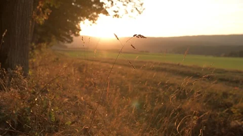 Sunset over Forest and Field in Autumn with Gras Stock Footage 97981084
