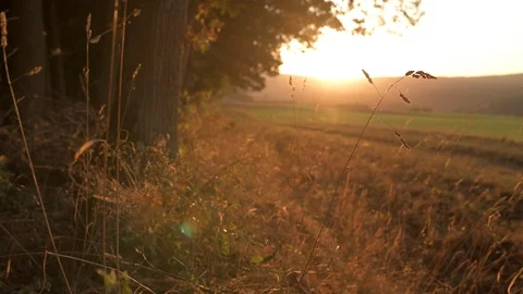 Sunset over Forest and Field in Autumn with Gras Stock Footage 97983756