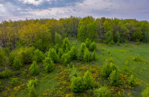 Sunset over the forest and ravine with flowering yellow flowers shrub from a Stock Photos