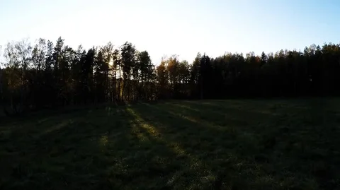 Sunset over a forest Stock Footage 69099834