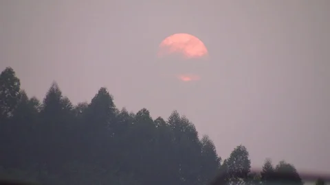 Sunset over the forest Stock-Footage 88688109