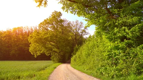Sunset over a forest Stock-Footage 145064186