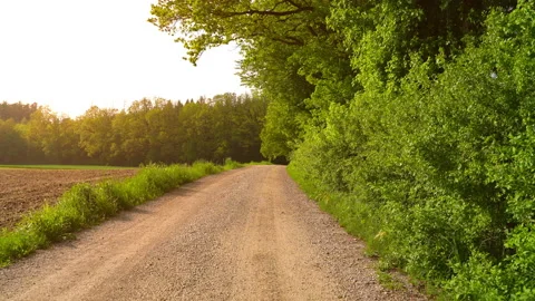 Sunset over a forest Stock Footage 157552641