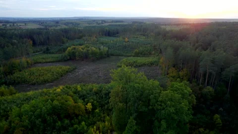 Sunset over forest 動画素材 348437835