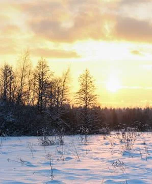 Sunset over the forest. Fotos de archivo
