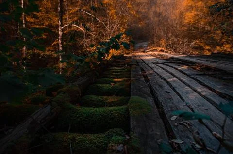 A sunset over a forest Stock Photos