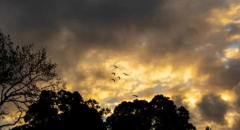 Sunset over the forest Stock Photos