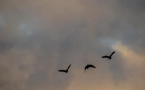 Sunset over the forest Stock Photos