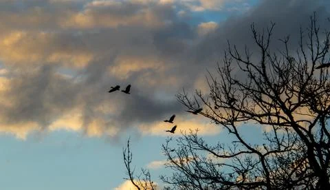 Sunset over the forest Stock Photos