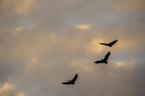 Sunset over the forest Stock Photos