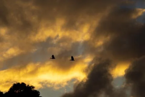 Sunset over the forest Stock Photos